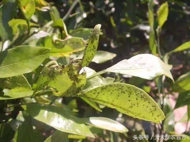 喷柑橘红蜘蛛喷什么农药好,生物叶面肥防治柑橘红蜘蛛