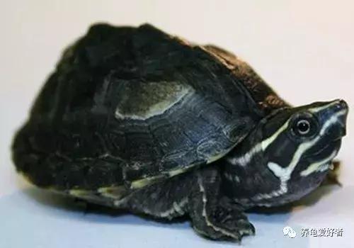 难养的龟,龟难养吗