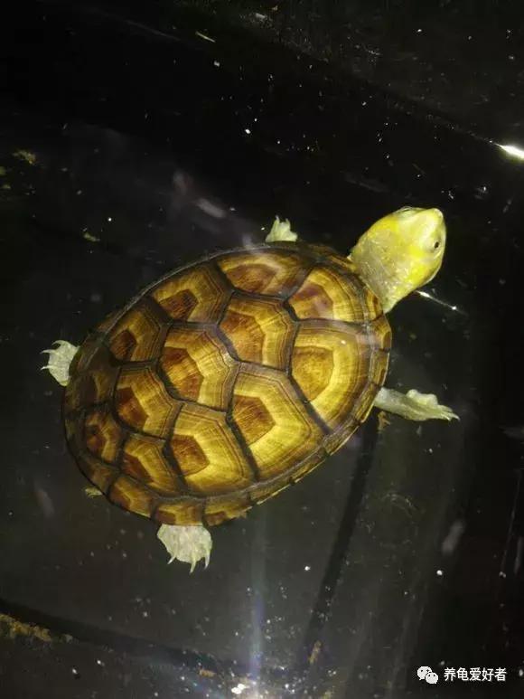 难养的龟,龟难养吗