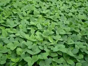 农村种地不挣钱顺口溜大全,现在农民难种地苦的顺口溜