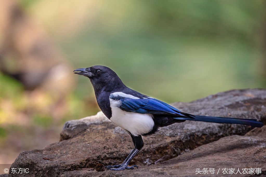 鸟预测天气的谚语,对天气预测有智慧的谚语