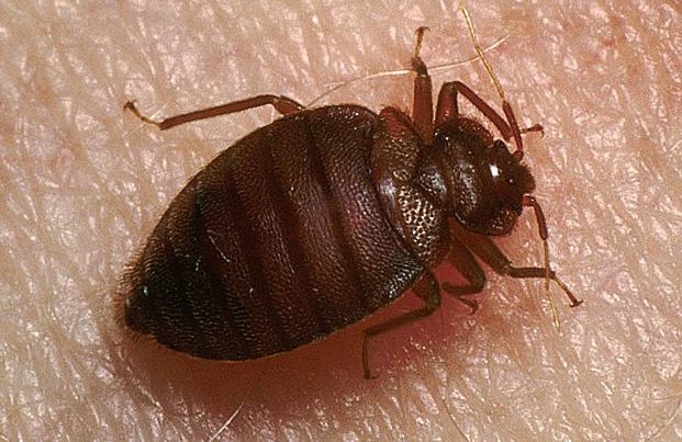 十种可怕吸血虫,世界上最致命的吸血虫子