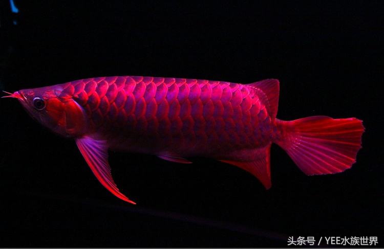 鹦鹉鱼缸水变红了怎么办,鱼缸一开灯鹦鹉鱼就沉底了