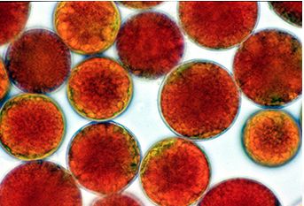 虾青素进口的好国产的好,正规品质虾青素推荐