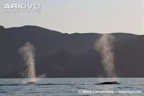 它的体重相当于30头大象总和，却一口吞下……