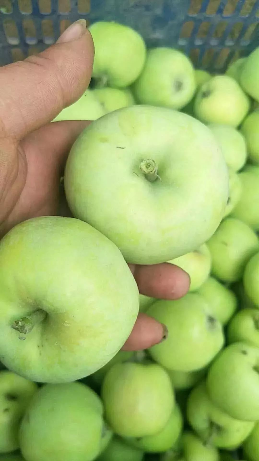 晚上吃苹果为什么堪比砒霜,为什么说苹果晚上吃是毒果