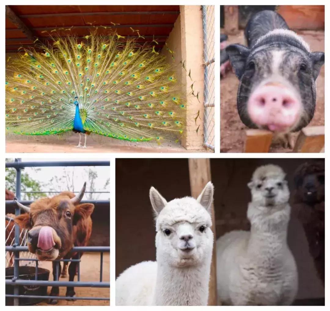 百里山水画廊四季花海,周末美好时光畅游千亩花海