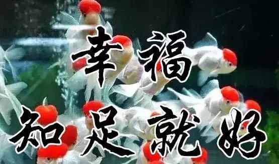 知足常乐每天都要保持开心的状态,知足常乐开心过好每一天