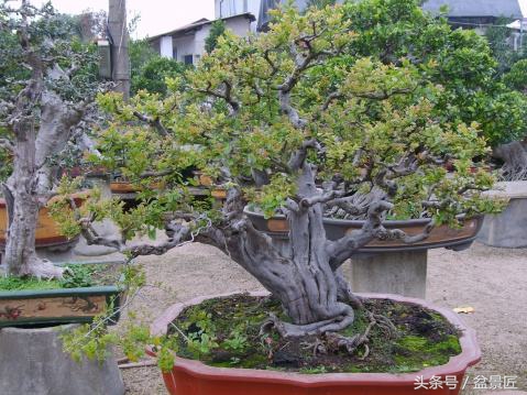 雀梅下山生桩沙培发芽后多久上盆,雀梅下山桩上盆可放室内通风处吗