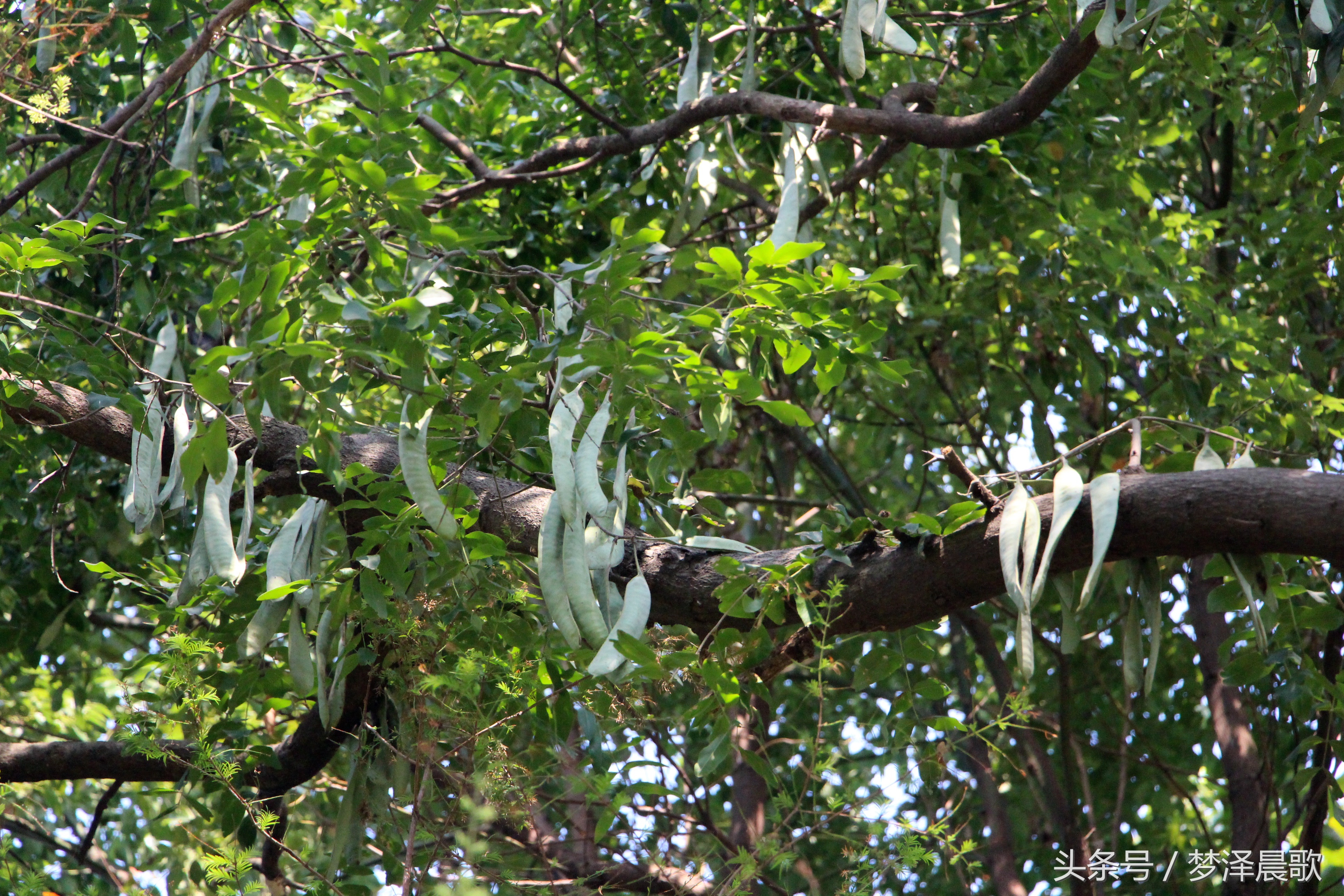 长满长长的尖刺看着吓人难得一见的稀有百年老皂荚树