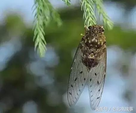 这么热的伏天儿，过去没有空调，北京人如何过的？