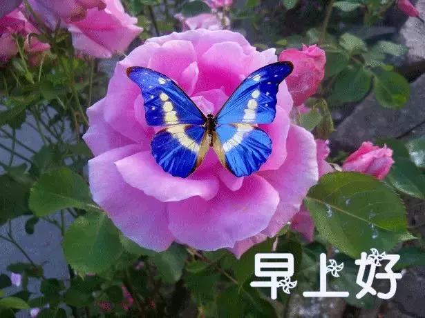 早上好配图鲜花表情图,鲜花祝福表情包早上好