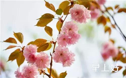 漂亮鲜花动态早上好表情图片,早上好最美的玫瑰花动态表情包