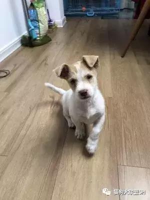 猫狗大联盟维护,猫狗联盟