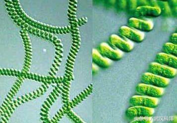 海边常见藻类植物图片,藻类植物常见的有什么