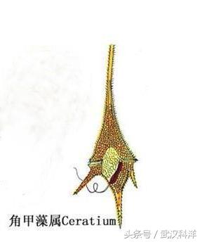 赤潮最常见的藻类有哪些,不属于环境中常见藻类