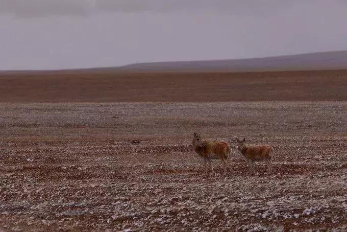 全国世界遗产有哪些,中国世界遗产名录旅游景点