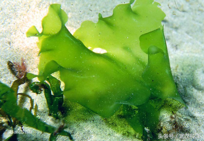 海边常见藻类植物图片,藻类植物常见的有什么