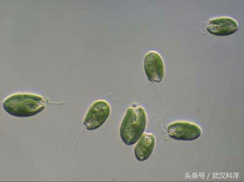 海边常见藻类植物图片,藻类植物常见的有什么