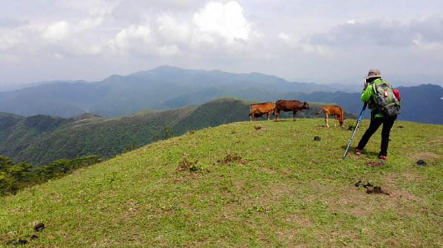 想看大草原是去西藏还是新疆,想看草原去哪里合适