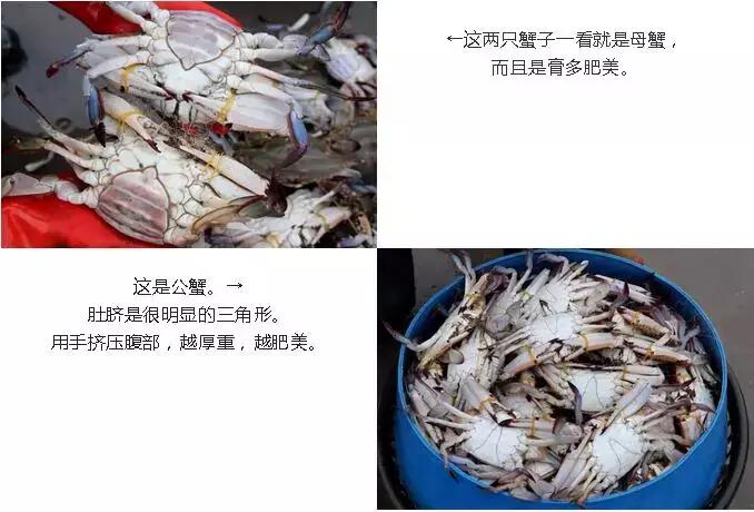 开渔哪种海鲜好吃,开渔了哪里吃海鲜