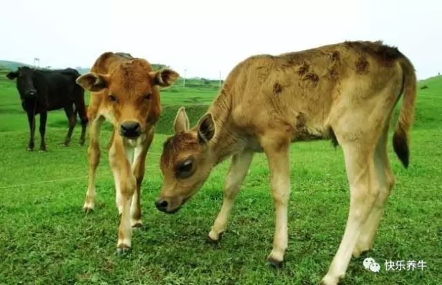 如何正确的养牛养羊,怎样才能科学养牛防病