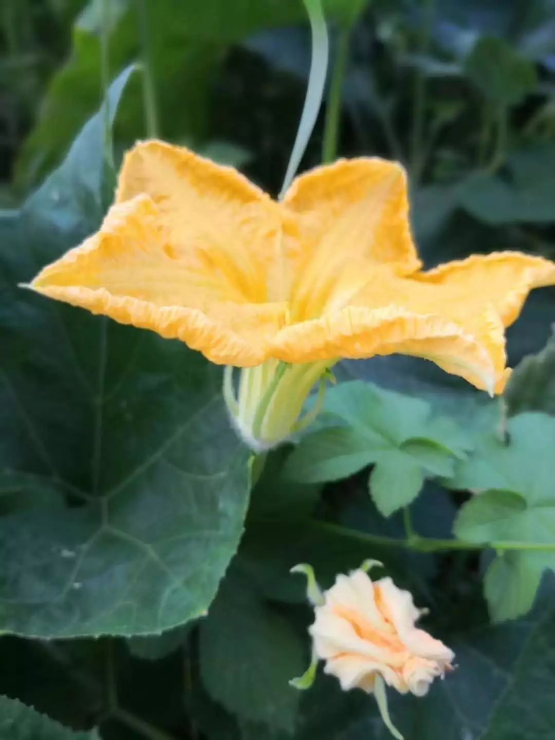 新诗采撷,新诗精选和赏析