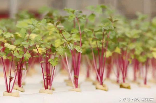 论种族天赋，在下是彻底输给了这波神操作了！