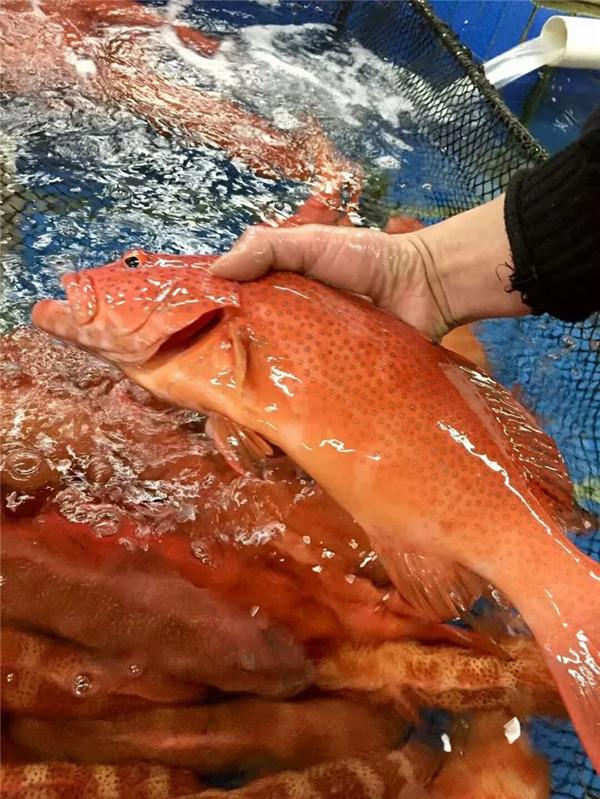 蔡澜、姜文都爱吃的菜,是怎么做出来的?