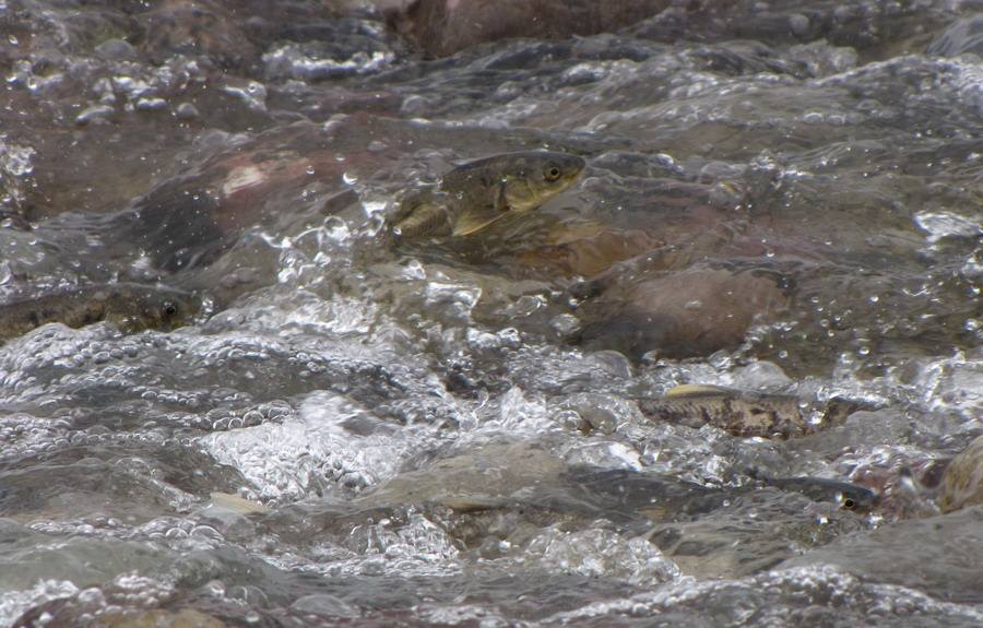 青海湖底大黑洞,青海湖湖底黑洞视频