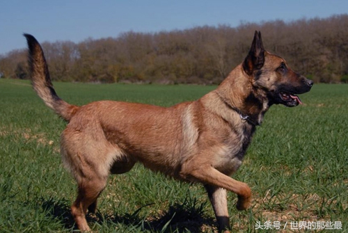 不适合当警犬军犬的八种狗,什么狗能当军犬和警犬
