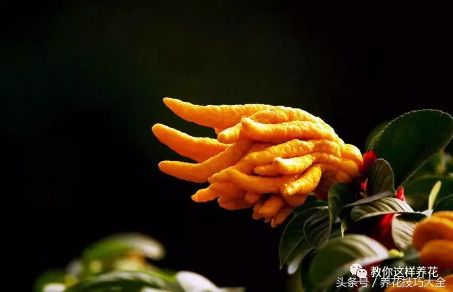 入睡困难也容易醒吃什么助眠药,入睡困难惊醒吃什么助睡眠的药好