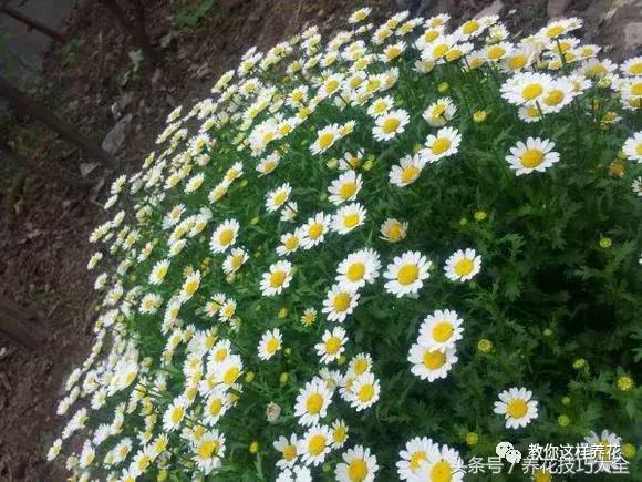 入睡困难也容易醒吃什么助眠药,入睡困难惊醒吃什么助睡眠的药好