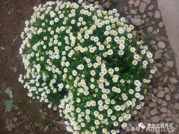 入睡困难也容易醒吃什么助眠药,入睡困难惊醒吃什么助睡眠的药好