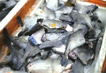 耗儿鱼有什么特点,正宗耗儿鱼长什么样子