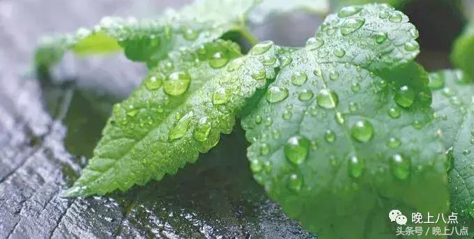 三春晖,三春晖创作的原声