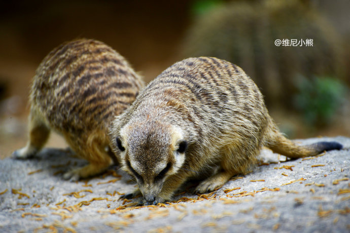 暑假珠海长隆最全游玩攻略,珠海长隆海洋王国暑假门票多少钱