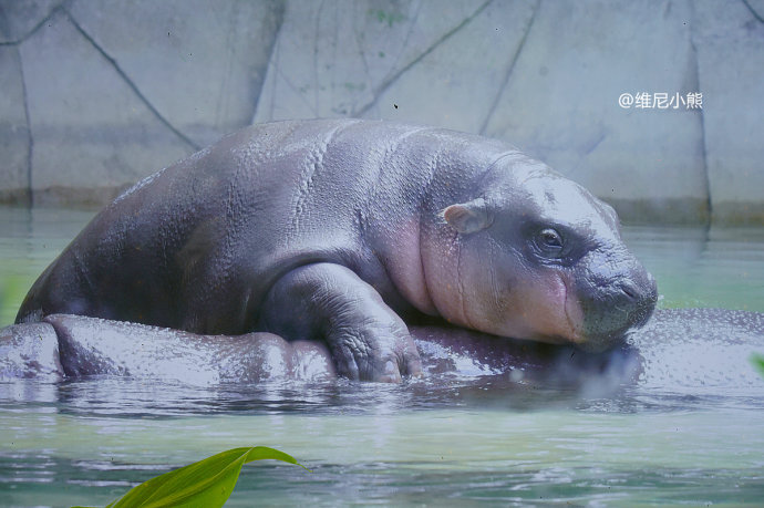 暑假珠海长隆最全游玩攻略,珠海长隆海洋王国暑假门票多少钱