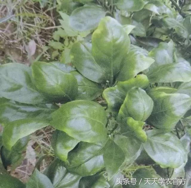 剪坏了的柑橘树如何补救,柑橘树错误修剪