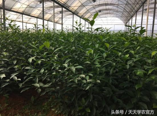 剪坏了的柑橘树如何补救,柑橘树错误修剪