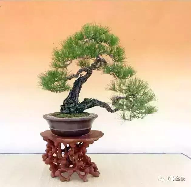 盆景人生哲理,从盆景欣赏体会人生哲理