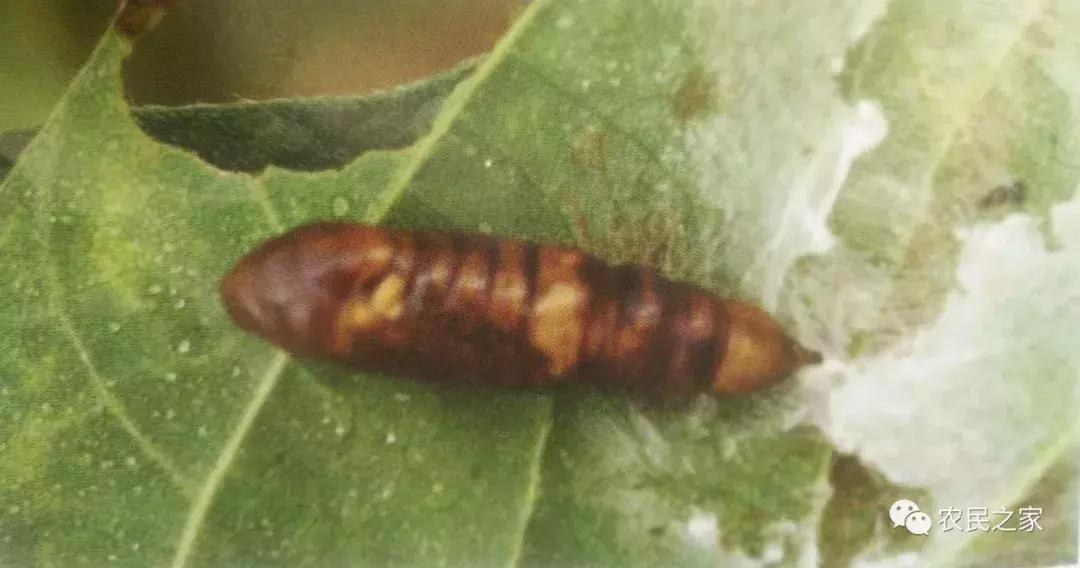 大豆卷叶虫用什么药效果最好,大豆卷叶螟怎么治