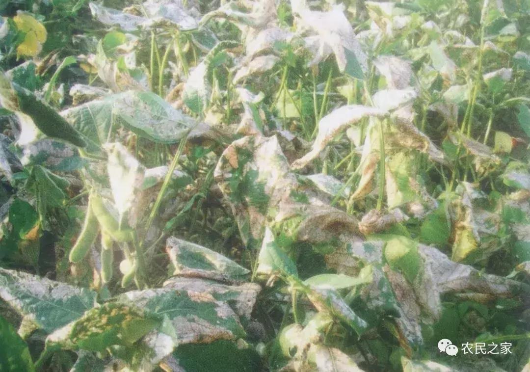 大豆卷叶虫用什么药效果最好,大豆卷叶螟怎么治