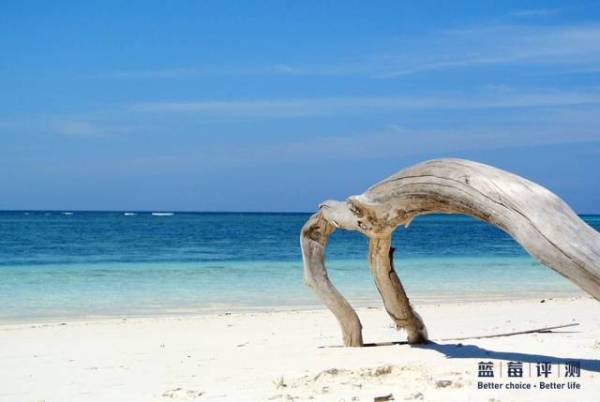 蓝莓评测美国蓝莓,蓝莓评测