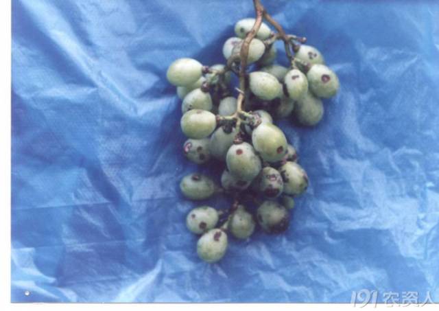 葡萄常见病害对照表,阳光玫瑰葡萄常见病害