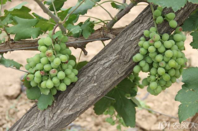 葡萄常见病害对照表,阳光玫瑰葡萄常见病害