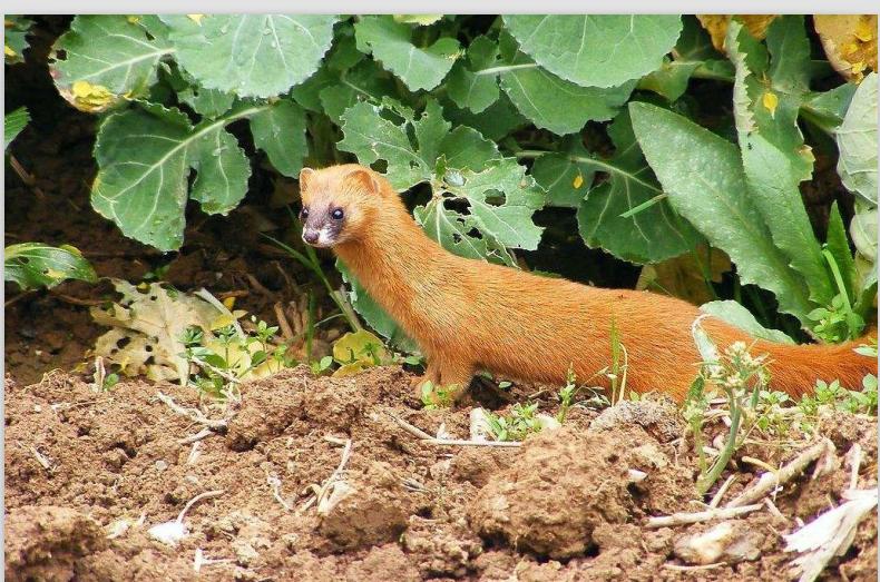 晚上偷鸡贼视频,最近偷鸡贼视频