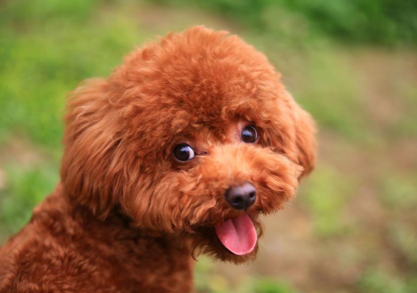 泰迪老是喜欢舔主人手是怎么回事,泰迪狗狗舔主人脖子意味着什么