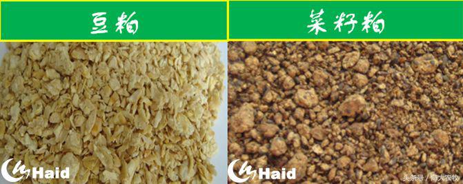 虾的养殖用什么饲料,养虾成本与利润分析表格