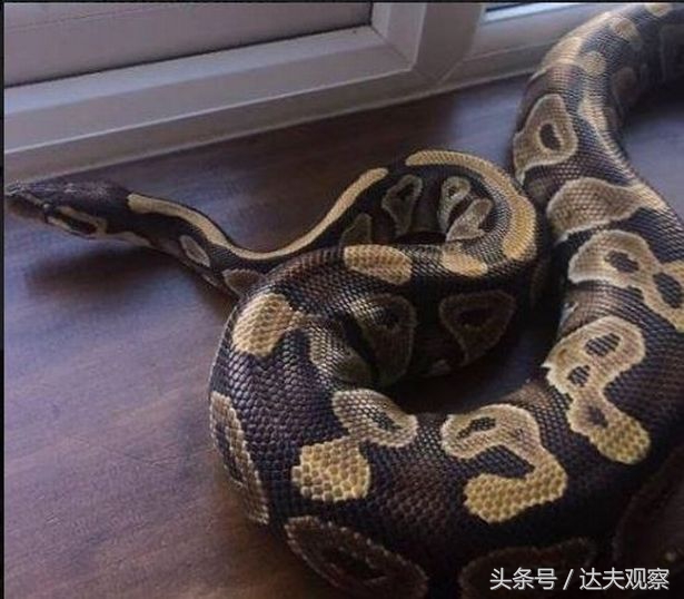 英国人喜欢养什么宠物,蛇当宠物蛇会怎么对待主人